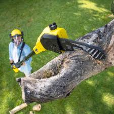 Best Tree Removal Services  in USA